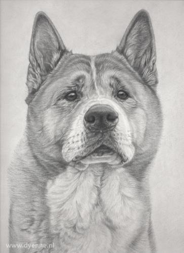 Hondenportret in grafietpotlood